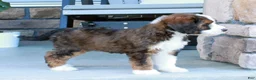 Bernedoodle dogs for sale: Luna - Ad 5