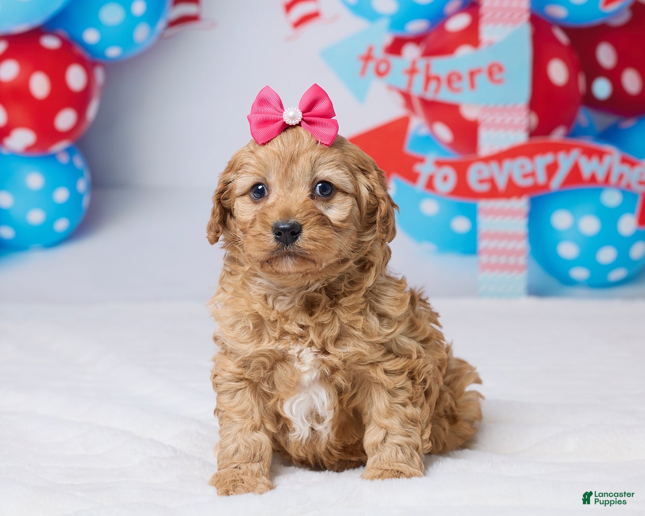 Cavapoo dogs Cindi - Ad 1