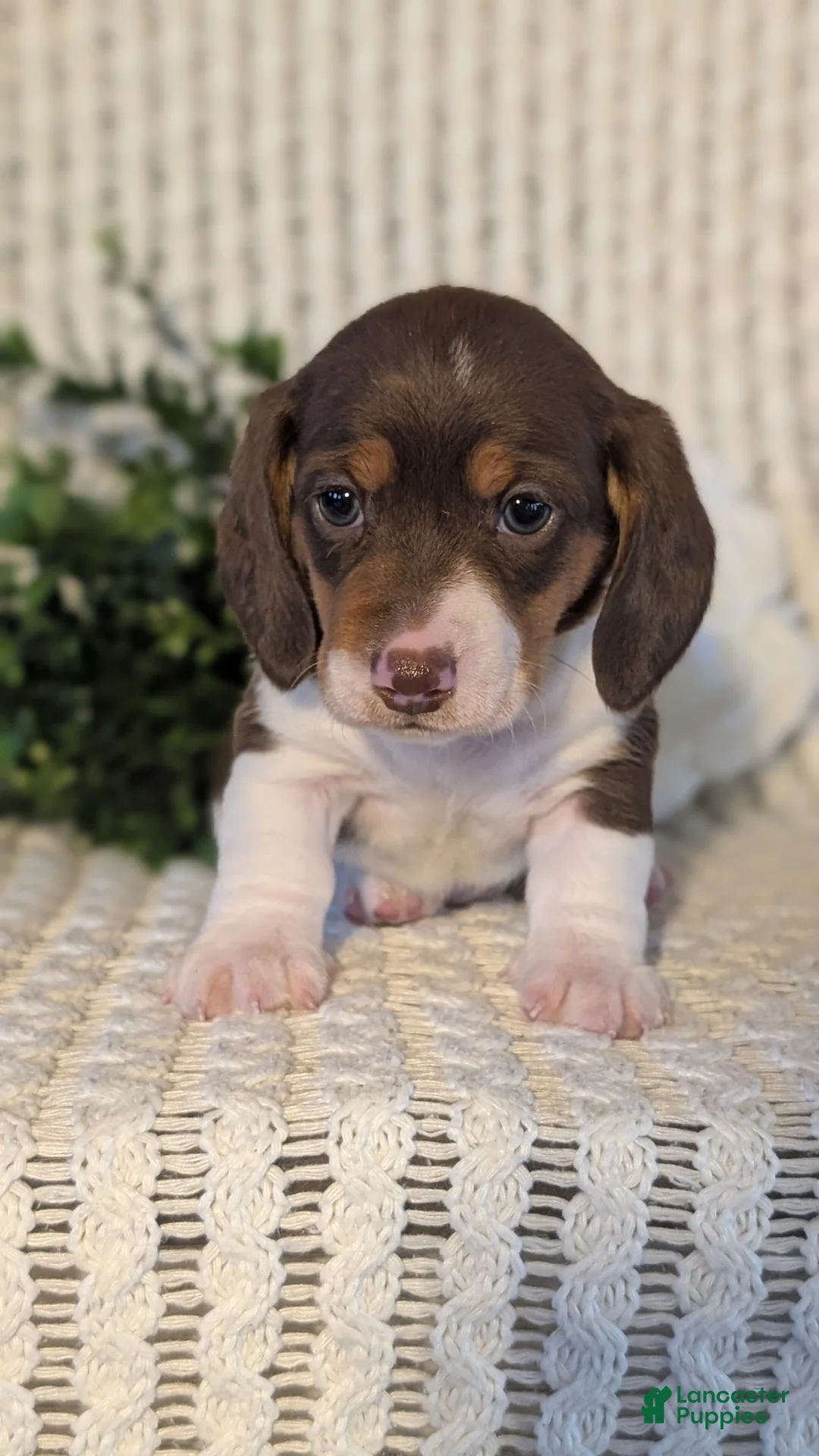 Miniature Dachshund dogs for sale: Ziggy - Ad 3