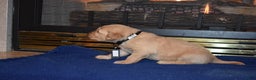 Golden Retriever dogs for sale: Heath - Ad 5
