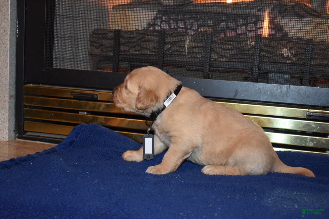 Golden Retriever dogs for sale: Heath - Ad 5