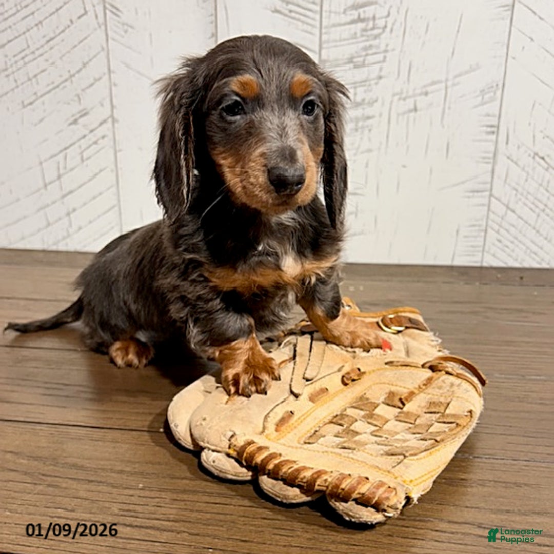 Miniature Dachshund dogs for sale: Cruz - Ad 3