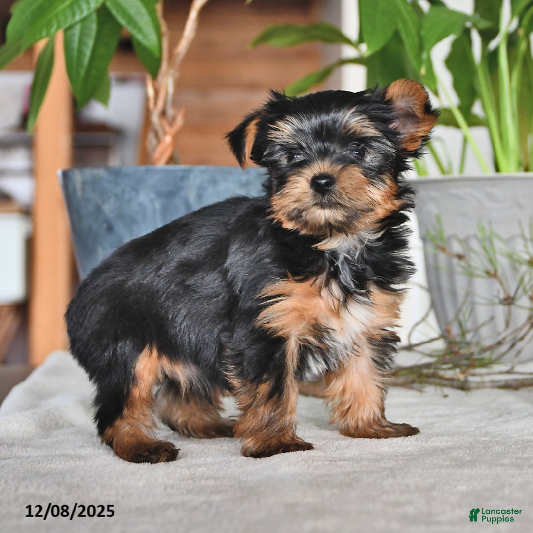 Yorkshire Terrier dogs for sale: Baxter - Ad 4
