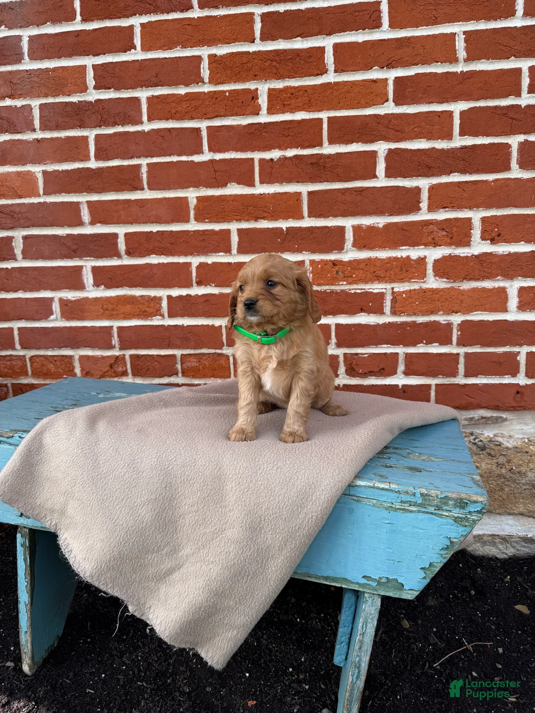 Miniature Golden Retriever dogs for sale: Miniature Golden Retriever Puppy 7 - Ad 4