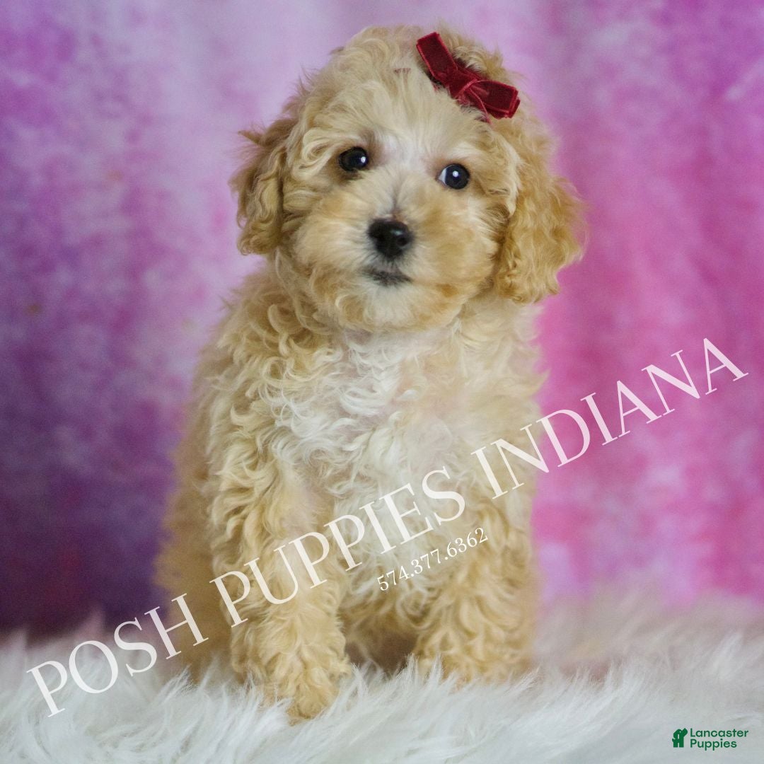 Maltipoo dogs for sale: Minnie  - Ad 3