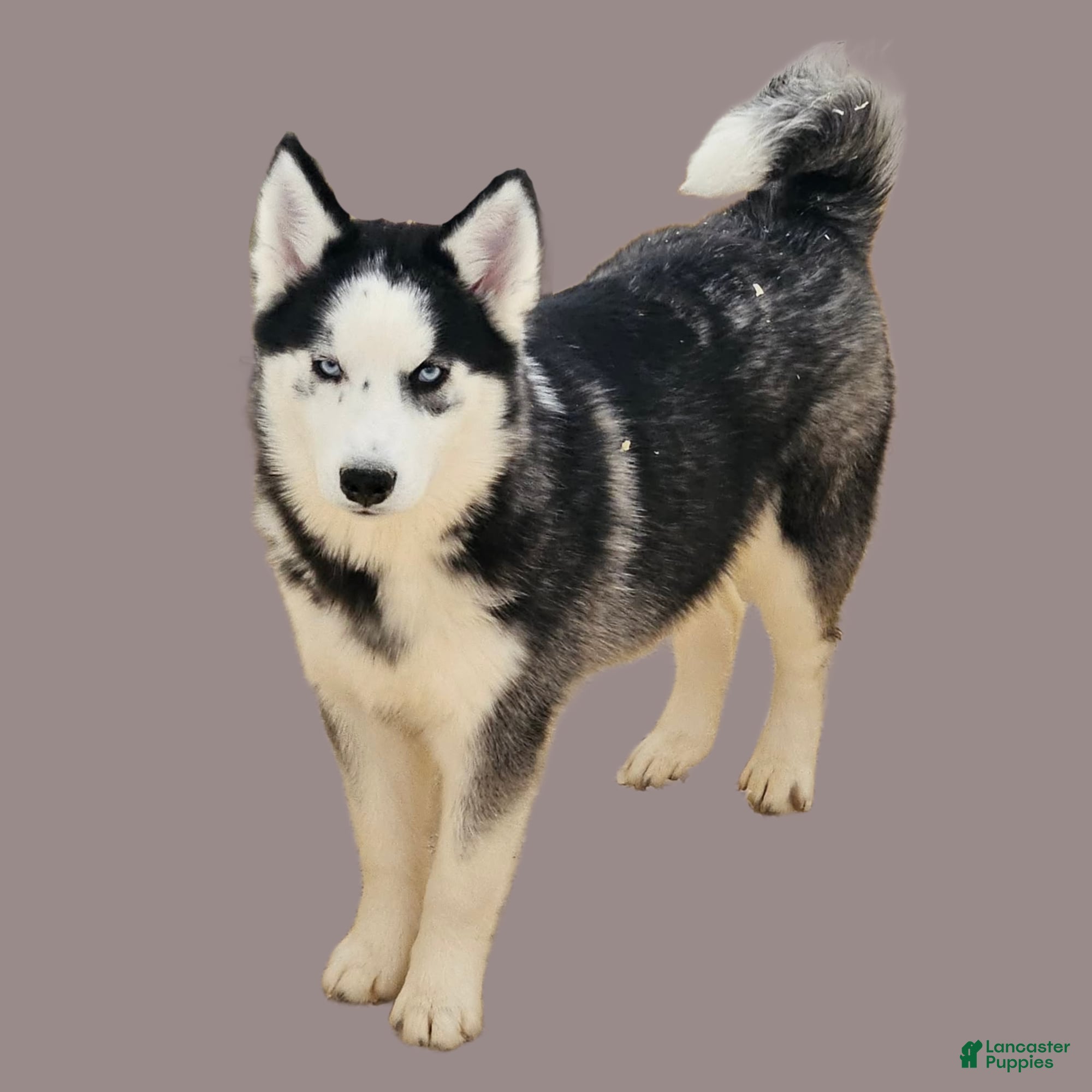 Siberian Husky dogs Birdie - Ad 2