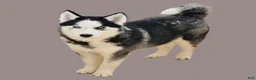 Siberian Husky dogs for sale: Birdie - Ad 2