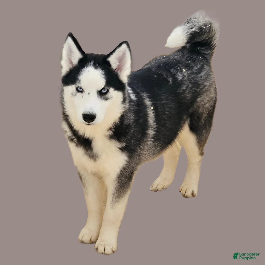 Siberian Husky dogs for sale: Birdie - Ad 2