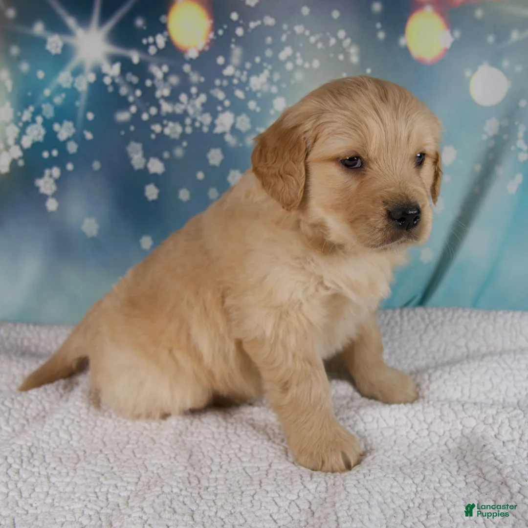 Golden Retriever dogs for sale: Elliot - Ad 3