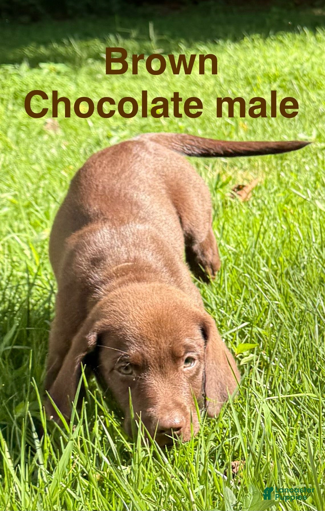 Labrador Retriever dogs Brown - Ad 1
