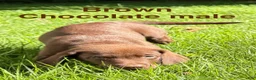 Labrador Retriever dogs for sale: Brown - Ad 1