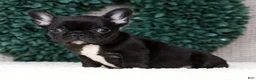 French Bulldog dogs for sale: Harry - Ad 1
