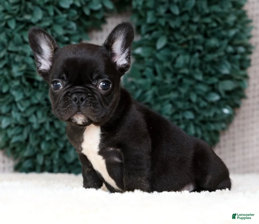French Bulldog dogs for sale: Harry - Ad 1