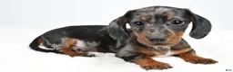 Dachshund dogs for sale: Charlie - Ad 9