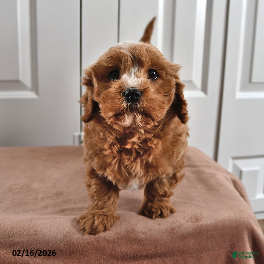 Cavapoo dogs Skipper - Ad 1
