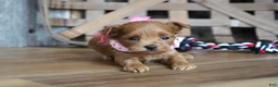 Maltipoo dogs for sale: Sara - Ad 3