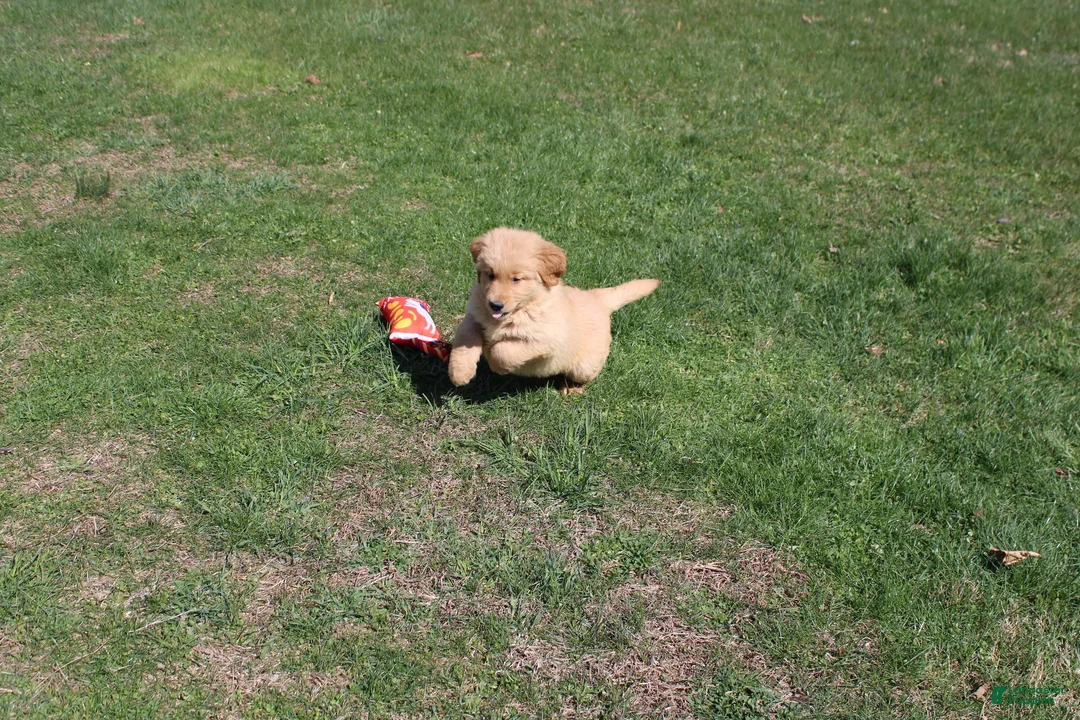 Golden Retriever dogs for sale: Cup - Ad 1