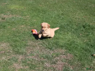 Golden Retriever dogs Cup - Ad 32