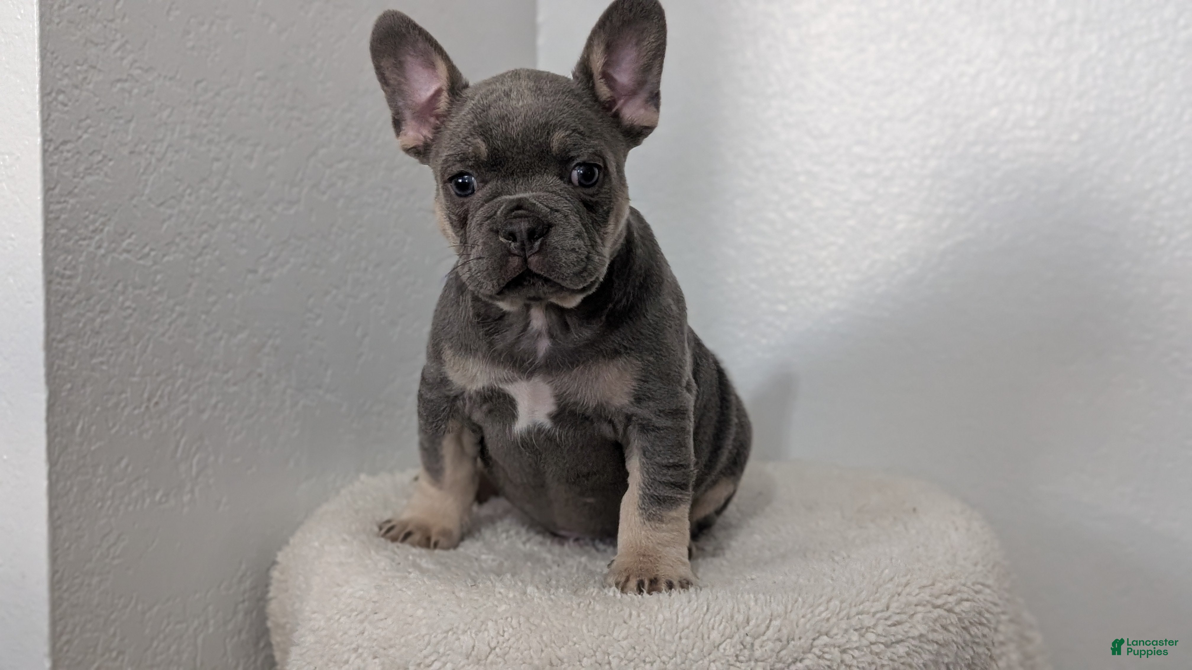 French Bulldog dogs Tucker - Ad 2