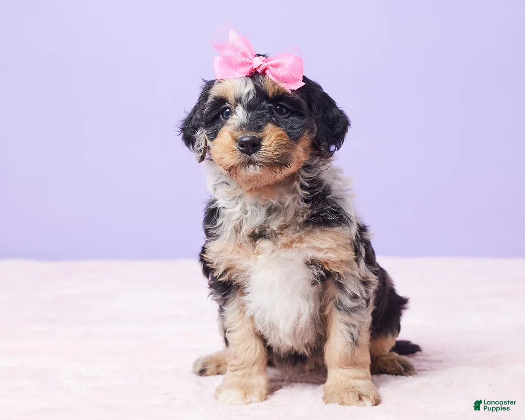 Mini Bernedoodle dogs for sale: Sandy - Ad 9