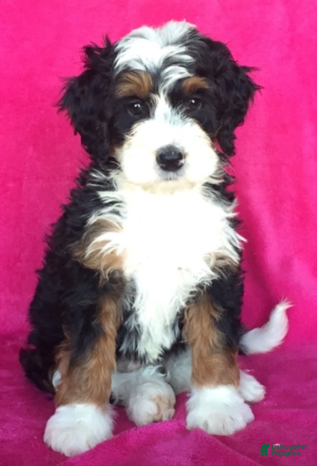 Gallery Image {{count}}