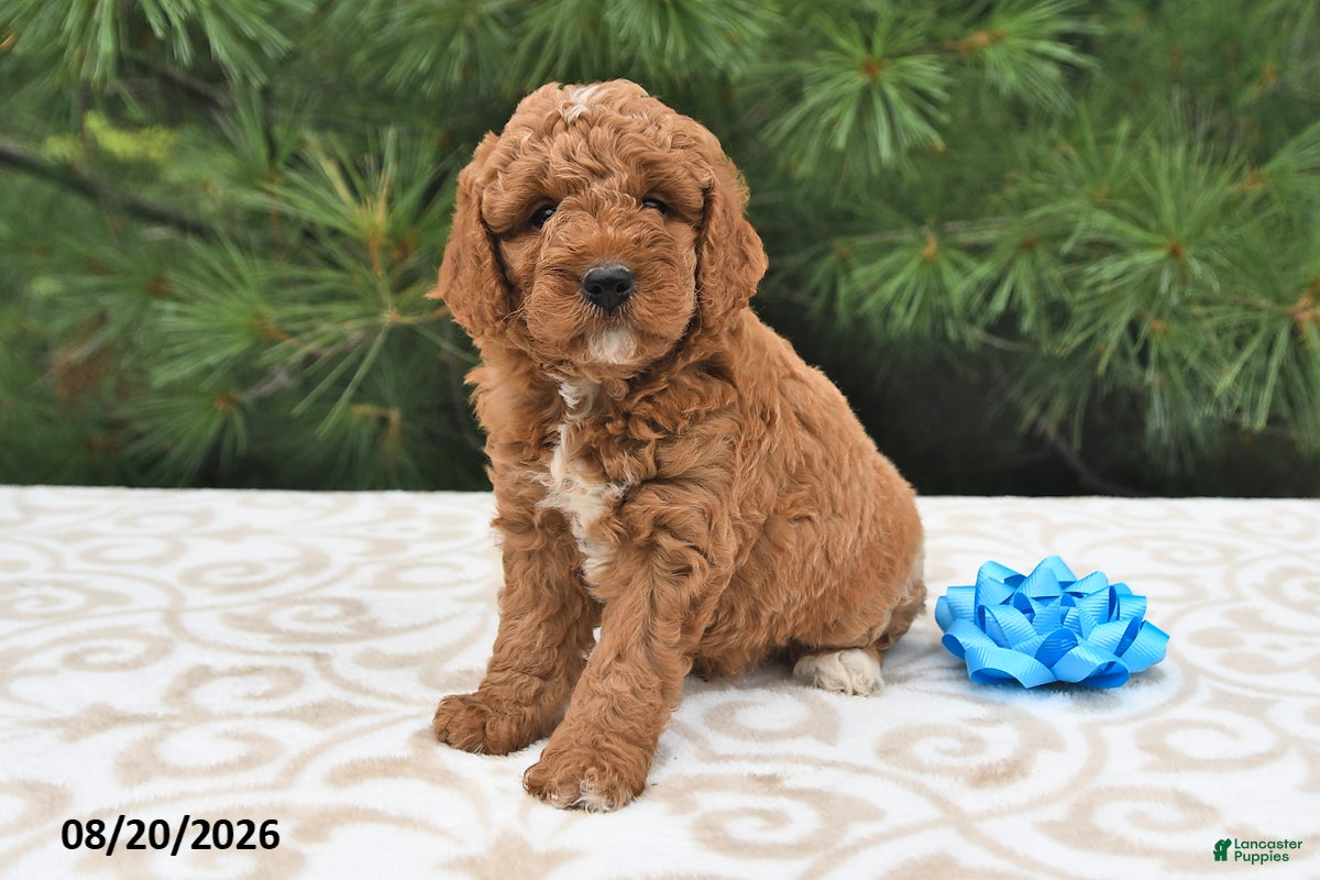 Mini Goldendoodle dogs Milo  - Ad 1