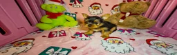 Yorkshire Terrier dogs for sale: Teddie  - Ad 4
