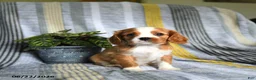 Cavalier King Charles Spaniel dogs for sale: Jason - Ad 5