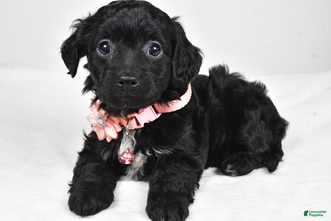 Cavapoo dogs for sale: Shelly - Ad 6