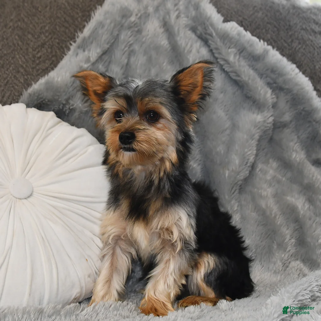Yorkshire Terrier dogs for sale: Winston - Ad 22