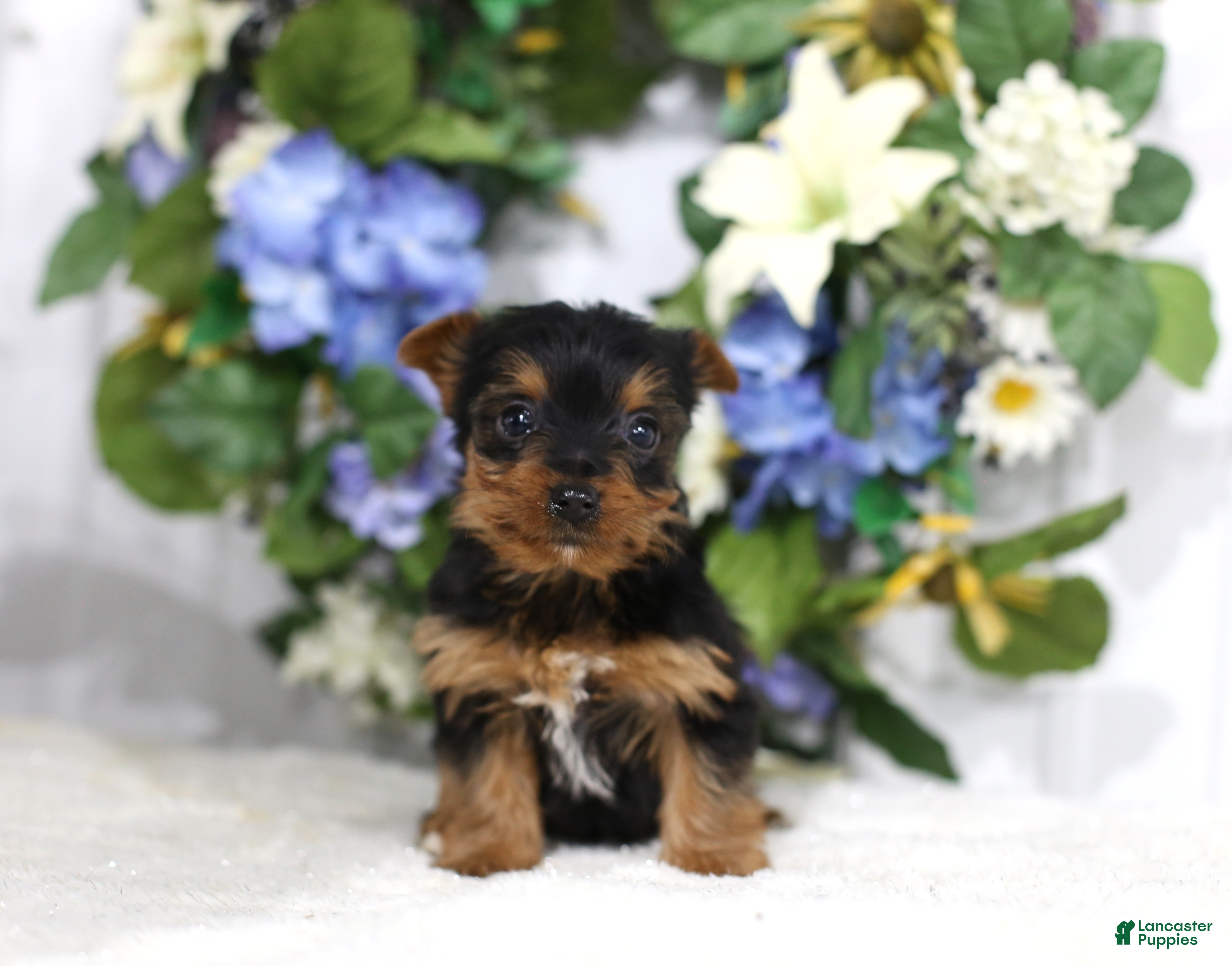 Yorkshire Terrier dogs Chase - Ad 1