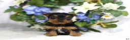 Yorkshire Terrier dogs for sale: Chase - Ad 1