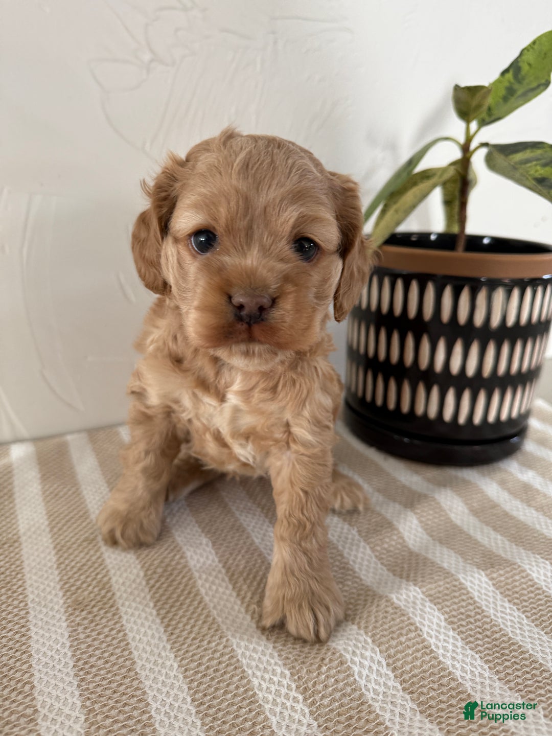 Cocker Spaniel dogs for sale: Daisy - Ad 1