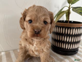 Cocker Spaniel dogs Daisy - Ad 1