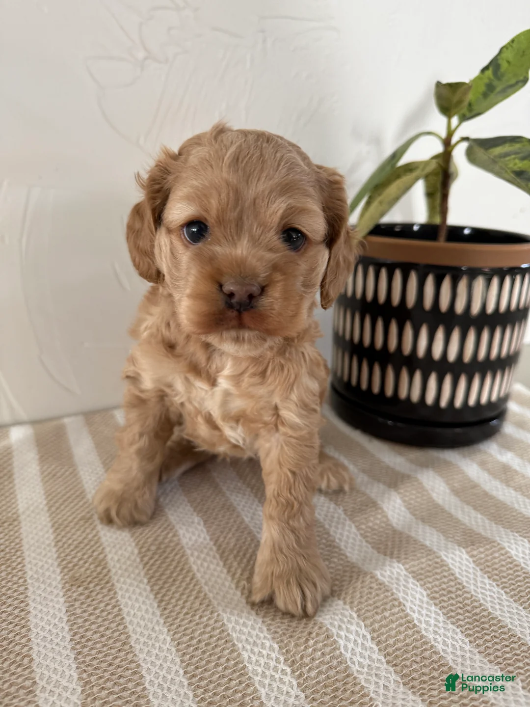 Cocker Spaniel dogs for sale: Daisy - Ad 1