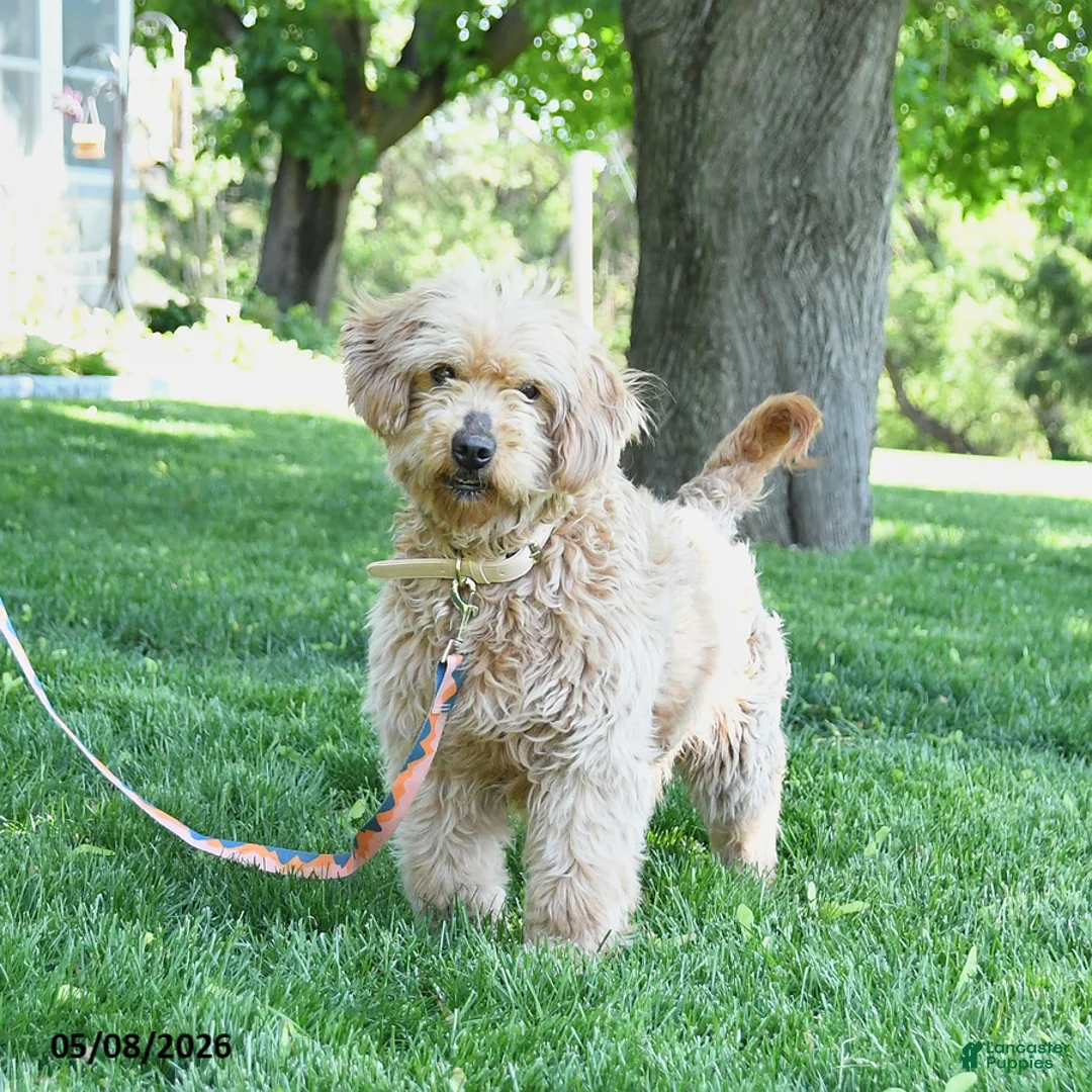 Mini Goldendoodle dogs for sale: June - Ad 2