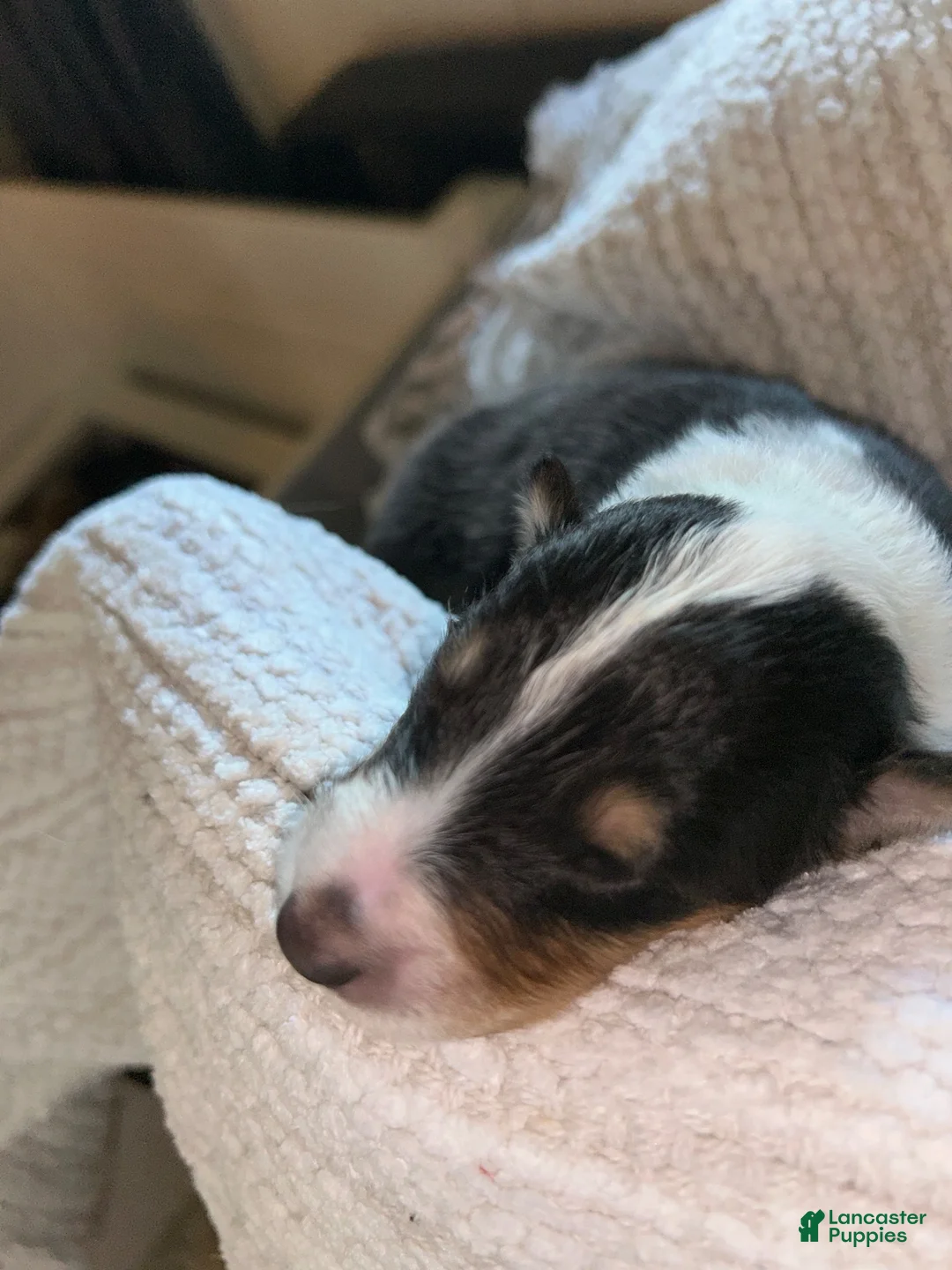 Collie dogs for sale: Ash - reserved for Jen - Ad 1