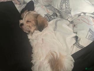 Malshi dogs Malshi Puppy 1 - Ad 7