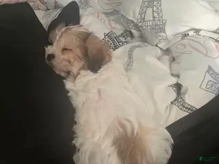 Malshi dogs Malshi Puppy 1 - Ad 4