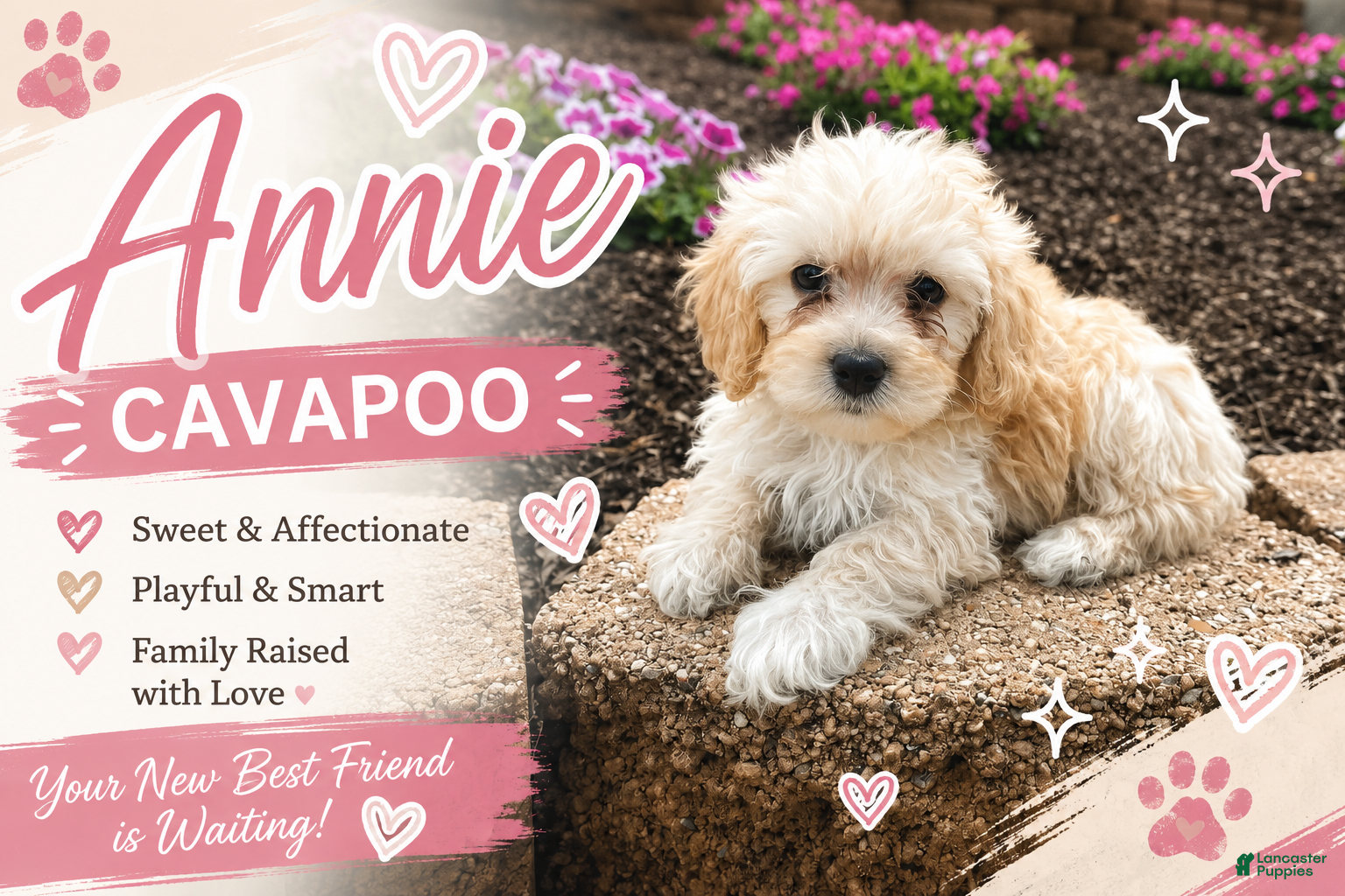 Cavapoo dogs Annie - Ad 1