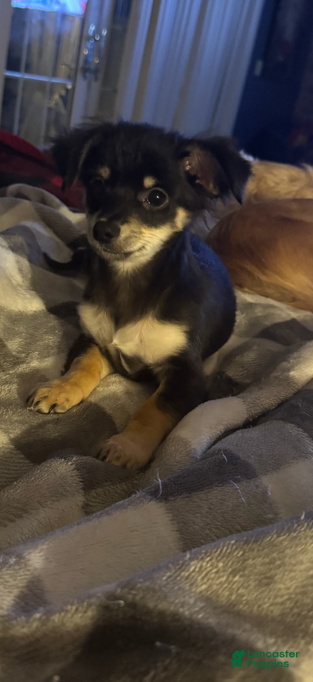 Chihuahua dogs for sale: Little bear - Ad 3