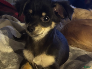 Chihuahua dogs Little bear - Ad 12