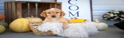 Labrador Retriever dogs for sale: NALA - Ad 11