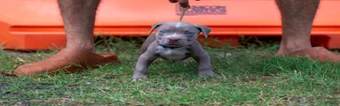 American Bully 2
