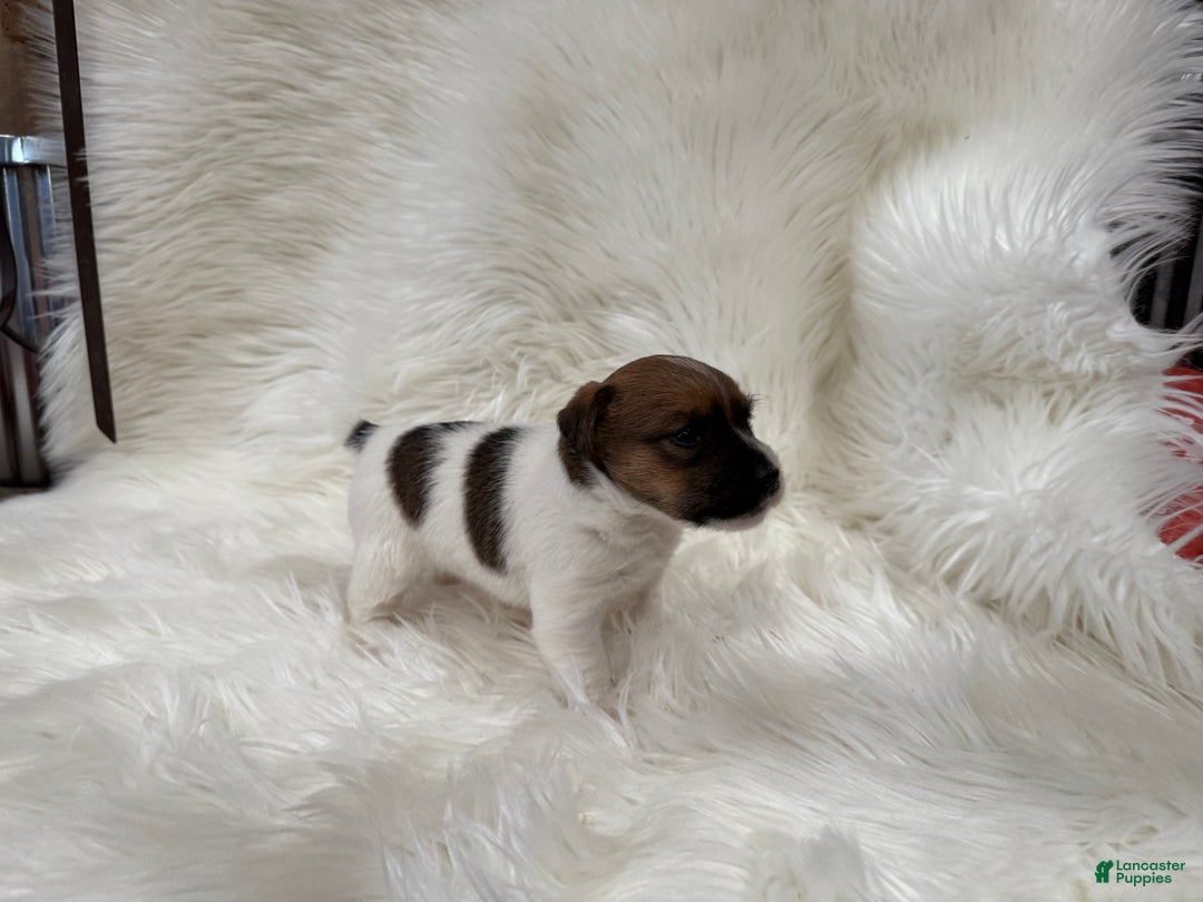 Jack Russell Terrier dogs for sale: Griffin Puppy 4 - Ad 3