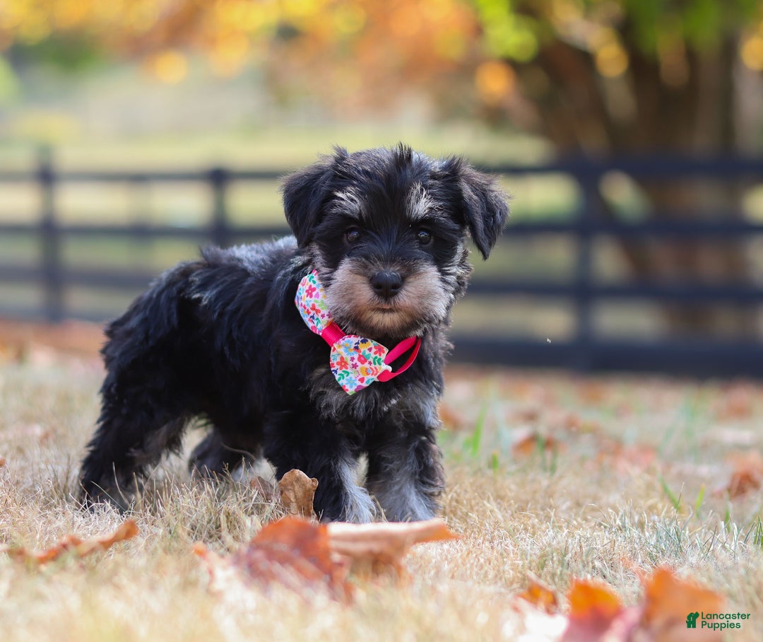 Miniature Schnauzer dogs for sale: Brianna - Ad 43