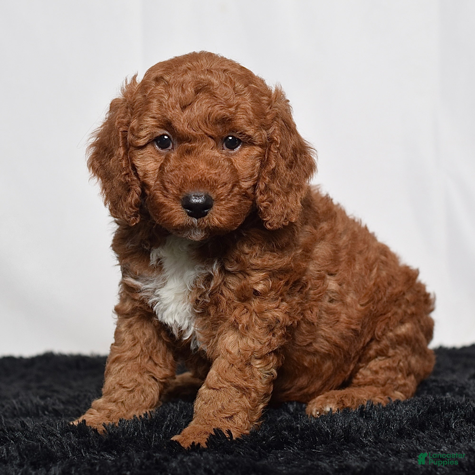 Mini Goldendoodle dogs  Moose - Ad 1