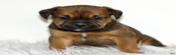 Mixed Breed dogs for sale: Daisy  - Ad 3