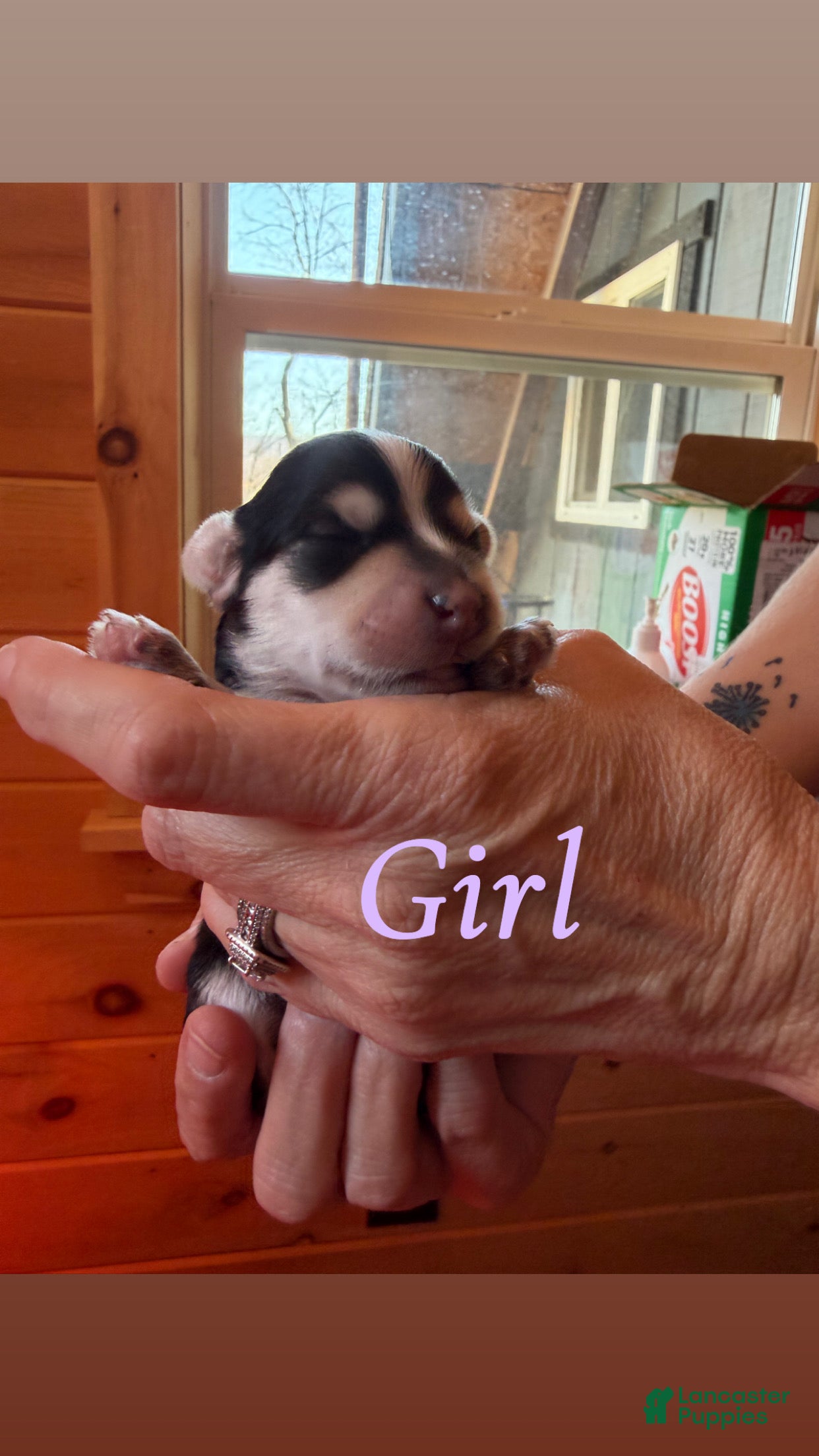 Mixed Breed dogs for sale: Mixed Breed 4 - Ad 39