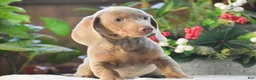 Dachshund dogs for sale: Frosty - Ad 3